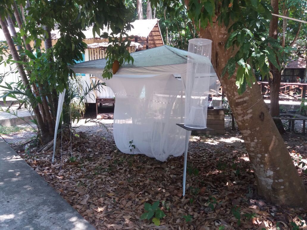 notícia: Tenda de captura de insetos atrai estudantes e curiosos ao Museu Sacaca