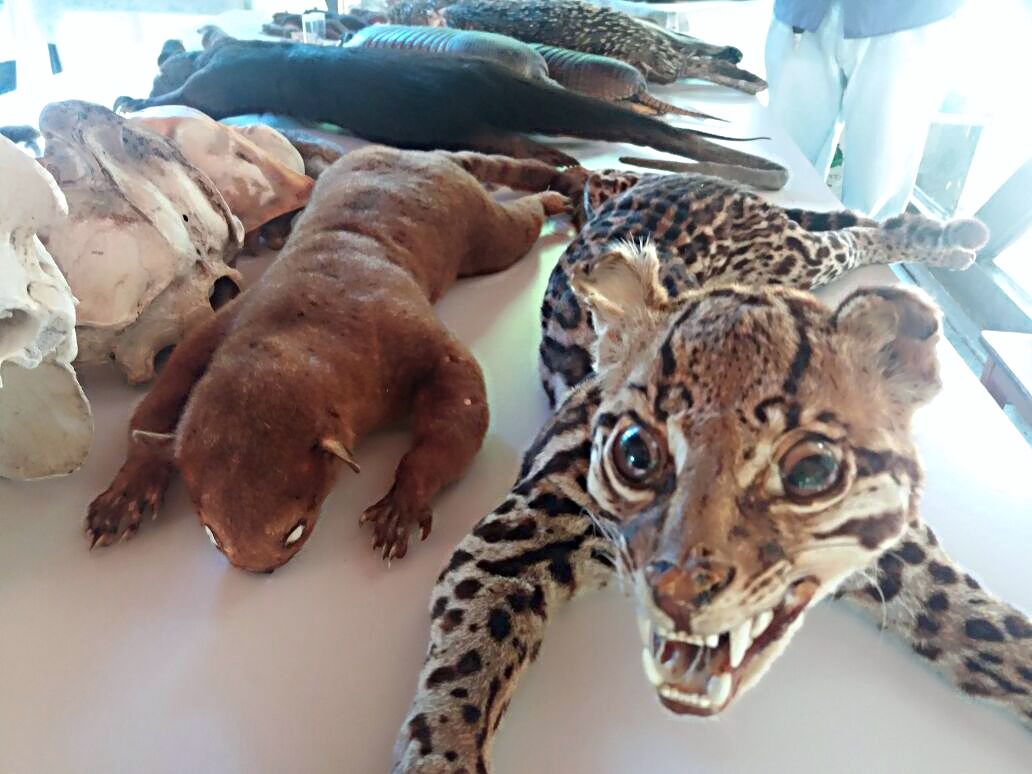 notícia: Animais empalhados atraem visitantes no Museu Sacaca