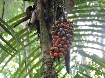 notícia: Iepa participa de pesquisa científica internacional sobre a floresta amazônica