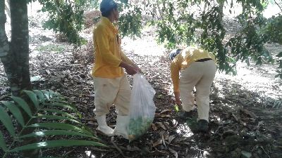 notícia: Mosca da Carambola: Amapá apresenta queda de 86% em ocorrências no primeiro semestre