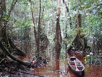 notícia: Amapá possui 95% dos seus ecossistemas naturais preservados