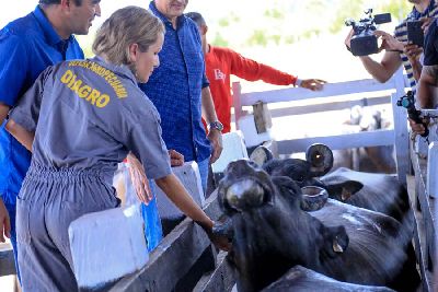 notícia: Governo lança campanha de vacinação contra febre aftosa 