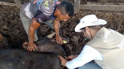 notícia: Febre aftosa: Amapá avança de alto para médio risco