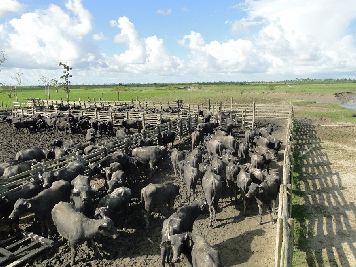 notícia: Batalhão Ambiental combate roubo de gado no interior do estado