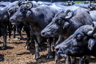 notícia: Ministro da Agricultura anuncia o Amapá livre de aftosa na terça-feira