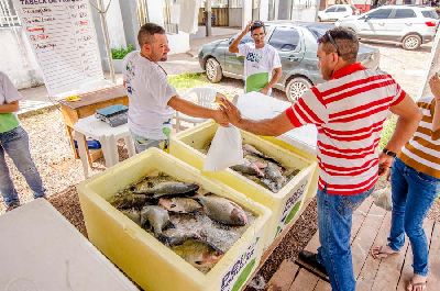 notícia: Com boa movimentação nos pontos de venda programa Peixe Popular encerra neste sábado