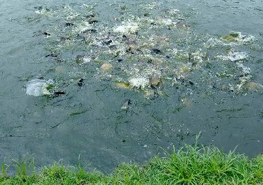 notícia: Curso vai ajudar na melhoria da produção de peixes no Amapá