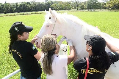 notícia: Governo capacita profissionais veterinários para manter sanidade equina no Amapá