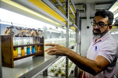 notícia: Clonagem vegetal beneficia agricultura familiar e de grande escala no Amapá