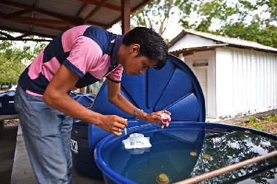 notícia: Larvicida testado no Amapá pode combater a proliferação do Aedes aegypti