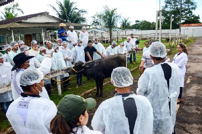 notícia: Produtores conhecem as vantagens da inseminação artificial em búfalos