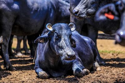 notícia: 1ª ExpoBúfalo vai apresentar potencial da economia bubalina no Amapá