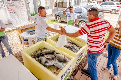 notícia: Peixe Popular: GEA providencia 200 toneladas de pescado a preço acessível na Semana Santa