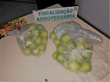 notícia: Amapá retira de circulação 574 kg de frutas e verduras suspeitas de hospedarem praga 