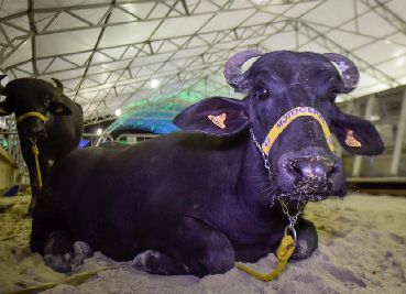 notícia: 3ª ExpoVale reúne programação técnica para incentivar cadeia produtiva rural da região sul