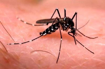 notícia: Amapá reduz em 98,2% casos de Zika em 2017