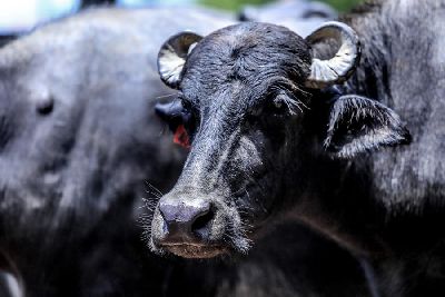 notícia: 1ª ExpoBúfalo incentiva produção de rebanhos melhorados geneticamente no Amapá