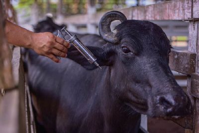 notícia: Amapá ultrapassa meta e vacina 95% do rebanho contra febre aftosa