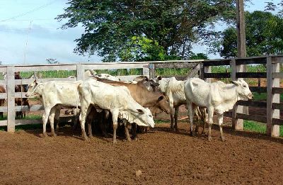 notícia: Com financiamento da Afap produtor rural aumenta rebanho bovino