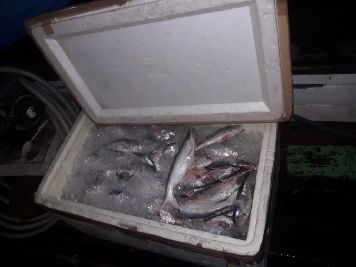notícia: Batalhão Ambiental apreende 800 kg de pescado em Santana
