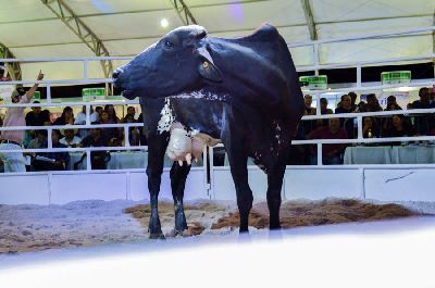 notícia: TecnoAgro: 1ª ExpoLeilão movimenta R$ 244 mil com a venda de bubalinos, bovinos e equinos