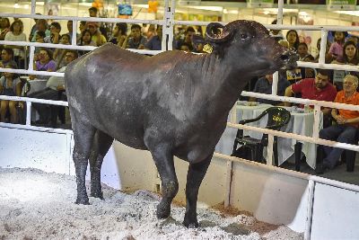 notícia: TecnoAgro: Primeiro dia da ExpoLeilão movimenta R$ 134,5 mil com a venda de animais