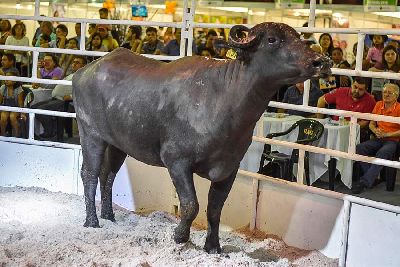 notícia: Interessados no leilão de animais da Agropesc devem ficar atentos ao prazo de inscrição