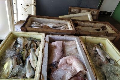 notícia: Batalhão Ambiental apreende mais de 400 kg de pescado no porto de Santana