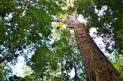 notícia: Santuário com árvore que chega a 88 metros foi descoberto na divisa do Amapá com o Pará