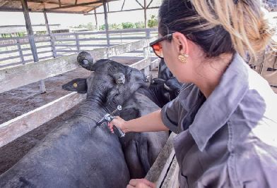 notícia: Amapá vai criar comitê gestor para buscar certificação de livre da aftosa sem vacinação