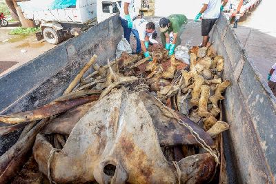 notícia: Ossada de baleia que encalhou no Bailique chega a Macapá