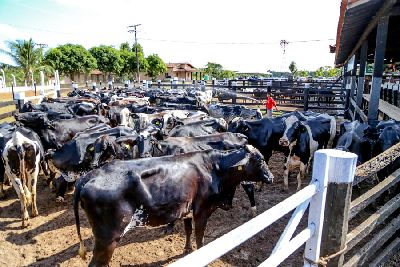 notícia: Febre aftosa: força tarefa vai visitar pequenas propriedades amapaenses