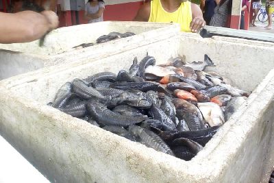 notícia: Em Pracuúba, Batalhão Ambiental apreende 200 kg de pescado