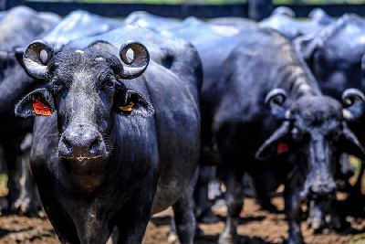 notícia: Circuito TecnoAgro terá 2ª ExpoBúfalo e 1ª ExpoLeilão em Macapá