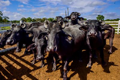 notícia: TecnoAgro: Entenda como vão funcionar as regras de compras e vendas na 1ª ExpoLeilão