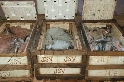 notícia: Mais 700 quilos de pescado são apreendidos na Área Portuária de Santana