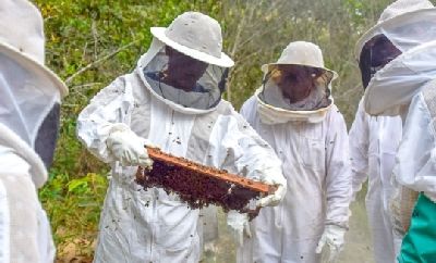 notícia: Apicultores de Porto Grande são capacitados sobre técnicas de manejo e produção de cera