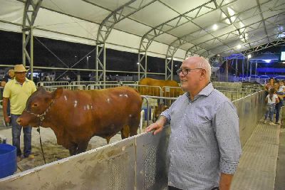 notícia: Com carne macia e saborosa, gado senepol é exposto para o mercado amapaense