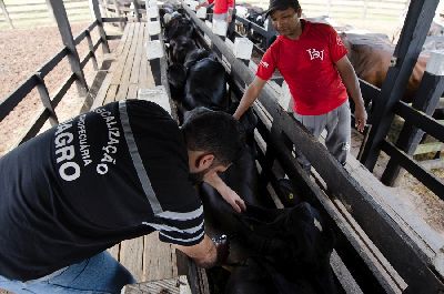 notícia: Governo do Amapá define início da vacinação contra febre aftosa para 1º de outubro