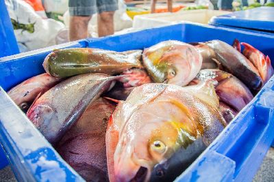 notícia: 30 espécies de pescados e crustáceos entram no período de defeso no Amapá