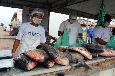 notícia: Peixe Popular movimentou mais de R$ 500 mil na economia amapaense durante Semana Santa