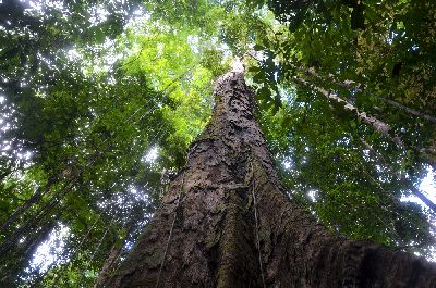 notícia: Árvores gigantes no Amapá são objetos de novas pesquisas científicas