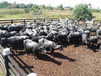 notícia: Campanha de vacinação contra aftosa é prorrogada até o dia 20 de dezembro no Amapá