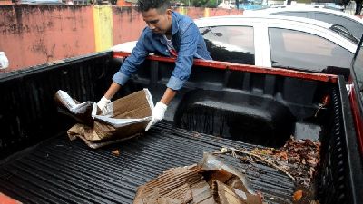 notícia: Saiba como evitar o aumento de pragas urbanas e doenças no período chuvoso