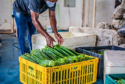 notícia: PAA já injetou mais de R$ 1 milhão na agricultura familiar do Amapá