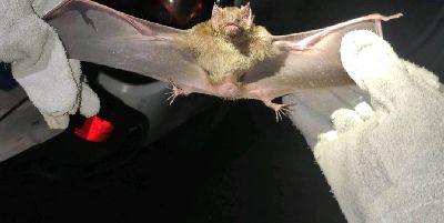notícia: SVS realiza ação de controle de zoonoses no município de Tartarugalzinho
