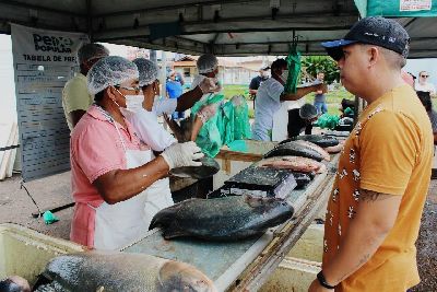 notícia: Peixe Popular: governo prevê a oferta de 20 toneladas de pescado em ação na capital