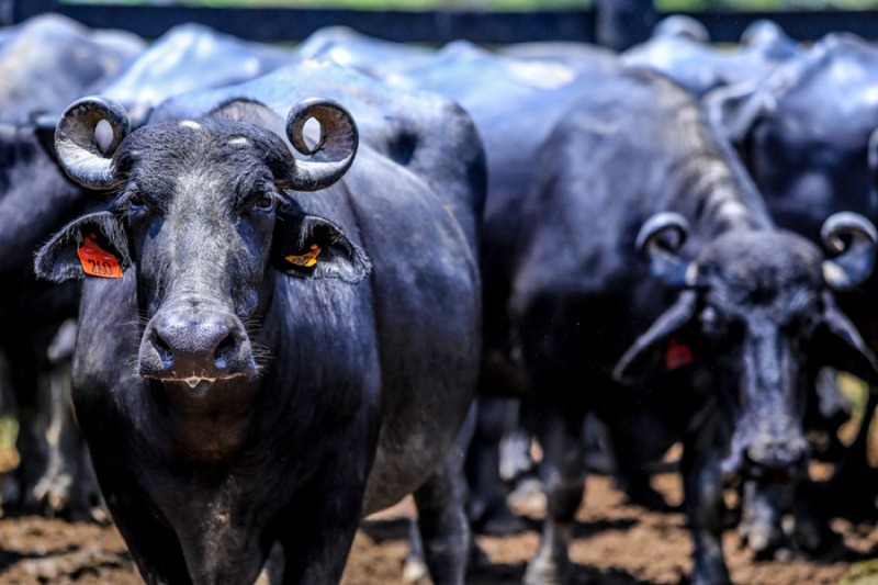 notícia: Nova Economia: Governo do Amapá avança nas parcerias para melhoramento genético da bubalinocultura