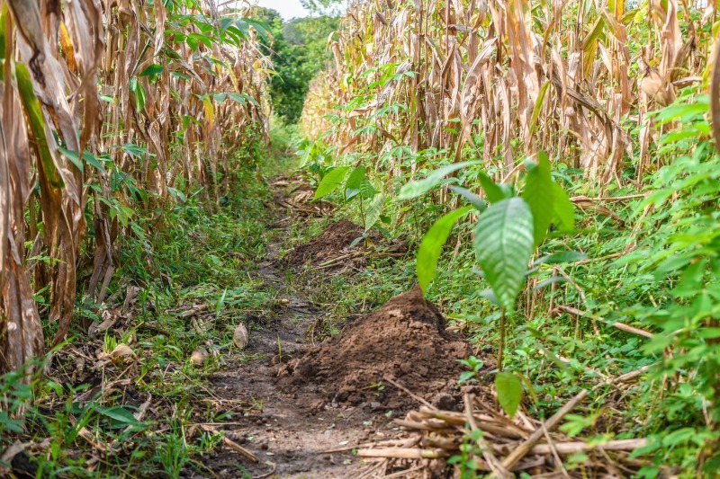 notícia: Amapá Cacau: Governo monta vitrine tecnológica para mostrar aos produtores os processos do cultivo da planta