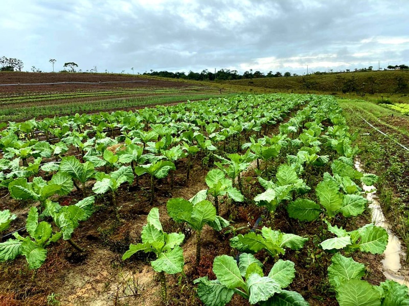 notícia: PPI: com investimento do Governo do Amapá, Comunidade do Bonito avança na produção de hortaliças verdes em Macapá